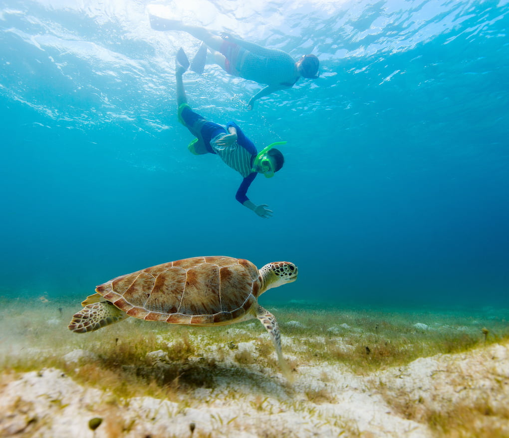Two snorkelers with maui snorkel tours discover a sea turtle