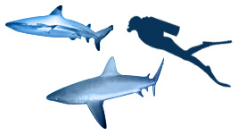 Black Tip Reef and Grey Reef Sharks Illustration with Person for Scale