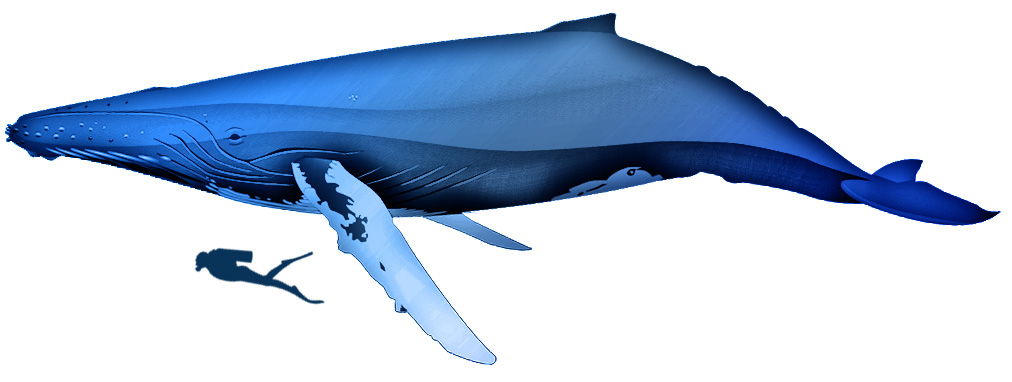Humpback Whale Illustration with Person for Scale