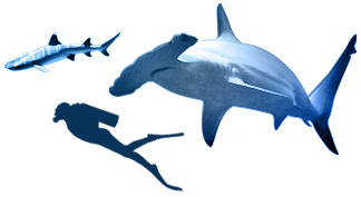 White Tip Hammerhead Sharks Illustration with Person for Scale