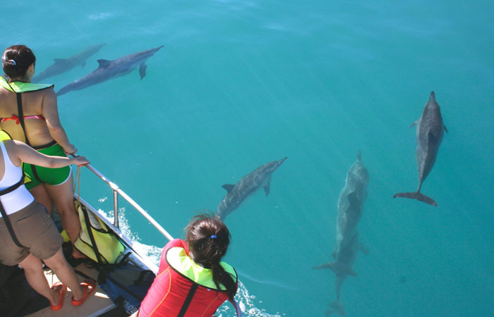 Guests enjoying Oahu water sports and spotting dolphins off the side of a boat