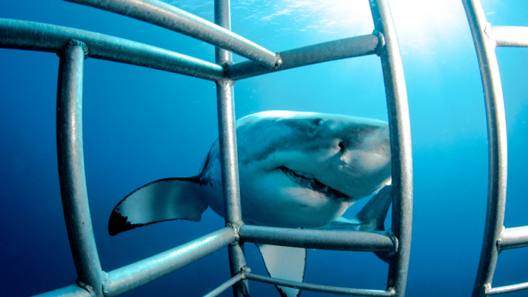 Shark seen through bars of underwater cage