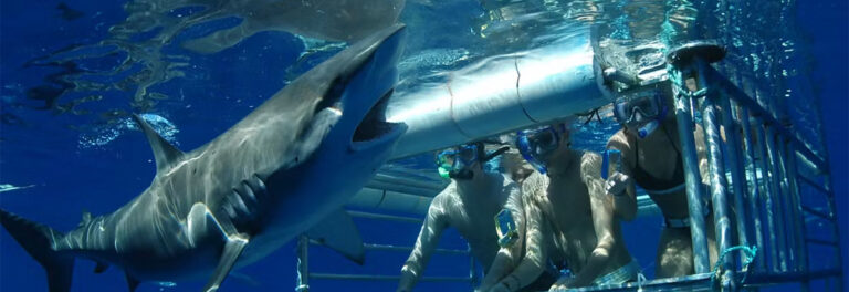 Divers in underwater cage looking at shark on Oahu Shark Cage Diving Tour