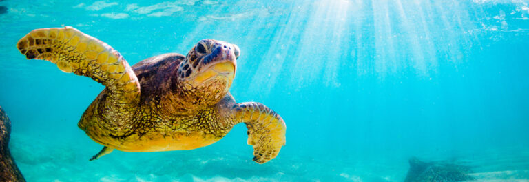 Large turtle swimming in bright blue water in Waikiki