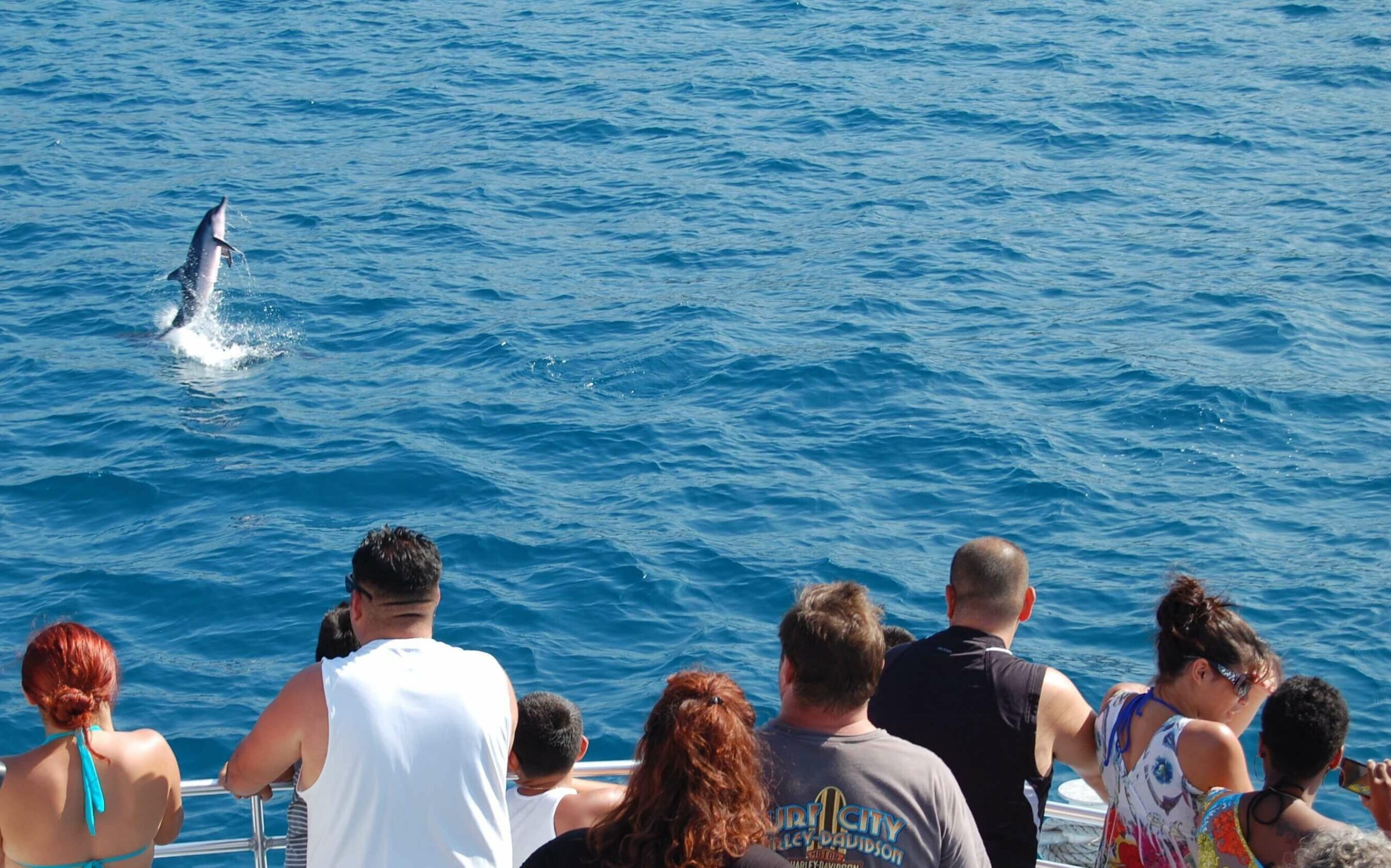 Guests watch dolphins jump in the waters off Kailua-Kona, Hawaii