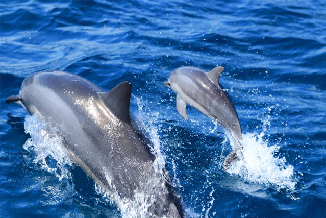 Dolphins chasing the ship in the waters off Hawaii. 
