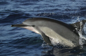 Dolphins often come to swim with the ship in Hawaii