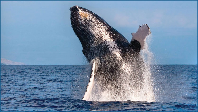 A humpback whale breeches in the Pacific Ocean. Humpbacks migrate to the warm waters off of Hawaii each winter. 