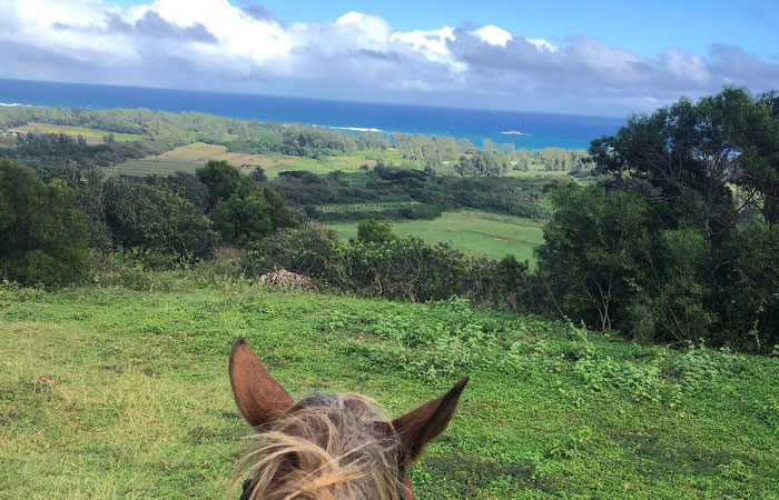 Ocean view as seen from horseback during horseback riding tour on Oahu.