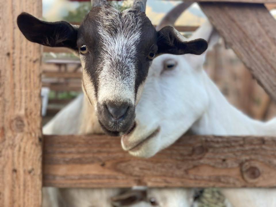 Petting the goats at North Shore Stables on Oahu is fun for ages. Access to the petting zoo is included in all ATV or Horseback tours.