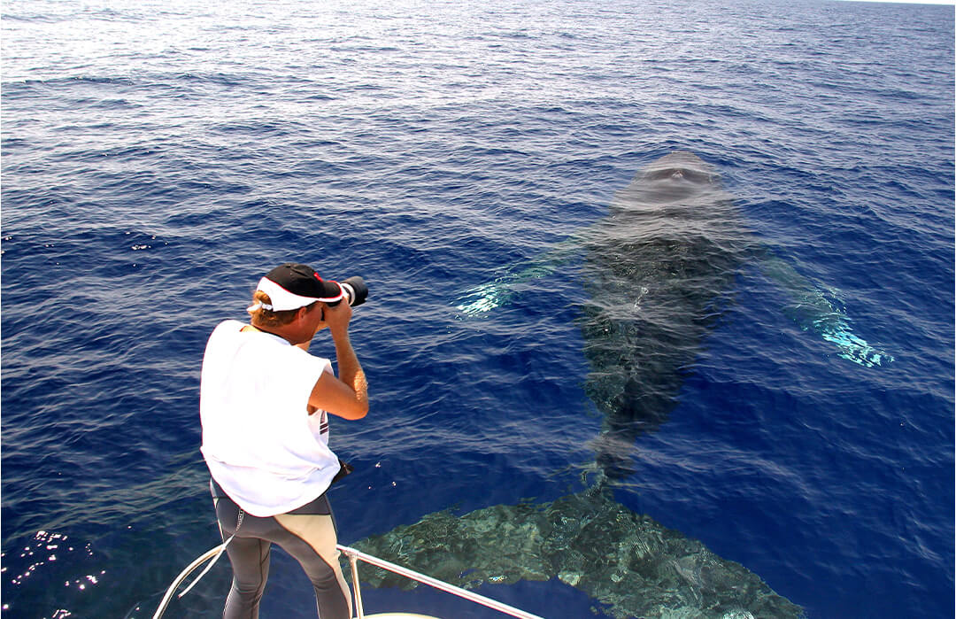 A guest photographs a whale up close