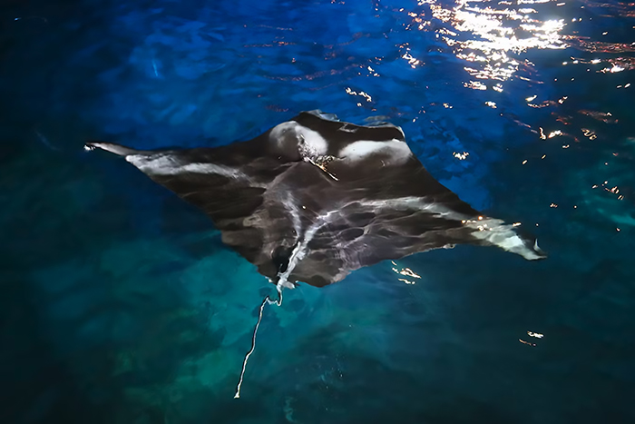 A giant Manta Ray swims on the surface of the ocean. 