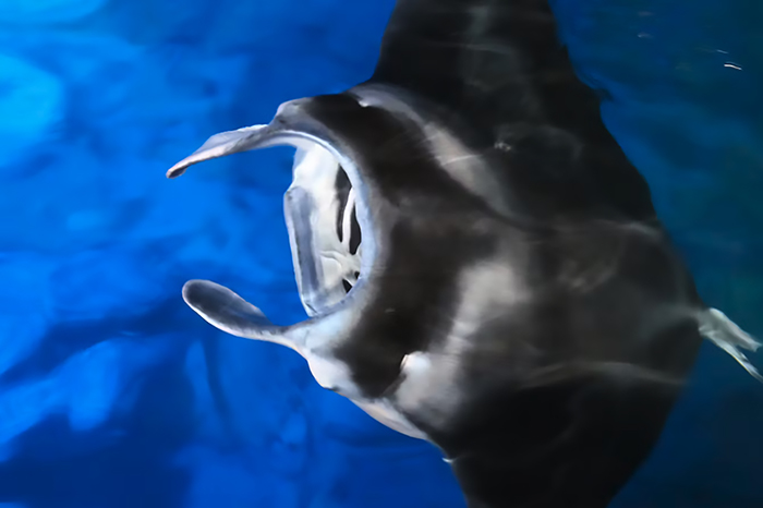 A giant Manta Ray comes to the surface at night with it's mouth open wide. 