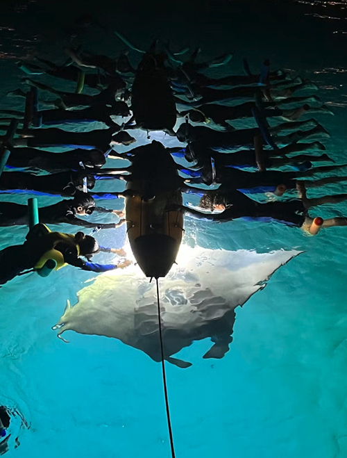 Snorkelers hang on to a surfboard at night while a giant Manta Ray swims beneath them. 