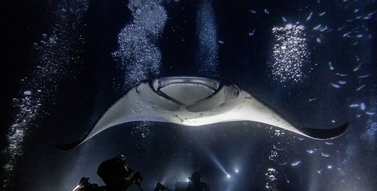 A giant Manta Ray swims through bubbles from scuba divers. 