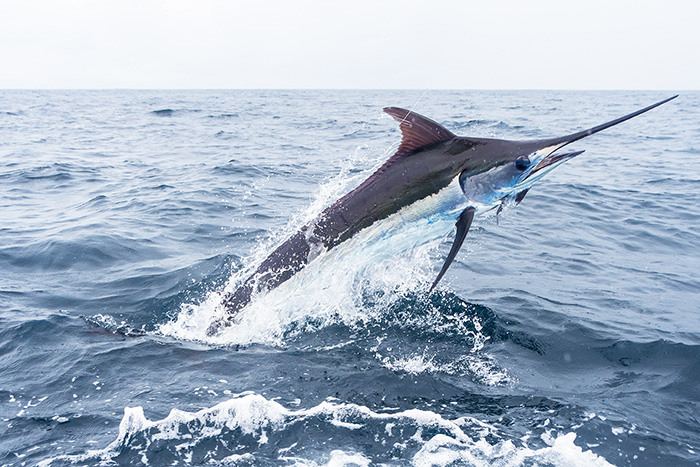 A Pacific Blue Marlin jumps from the water after being reeled in close to the boat.