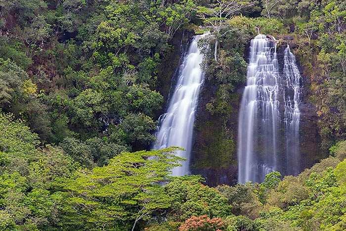 Opaekaa Fall in Kauai pours out of a lush forest in two streams.