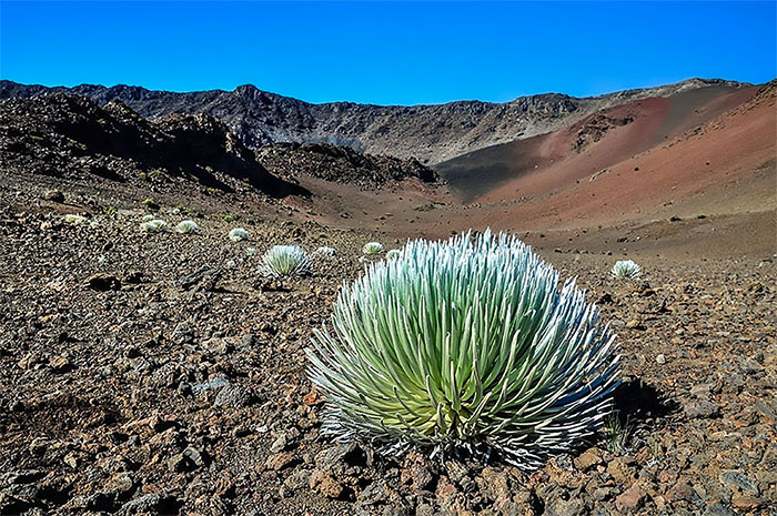 The rare Silversword plant grows from the rocky soil of Haleakala National Park. 