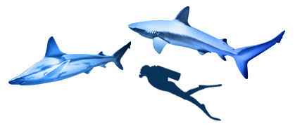 Illustration of two galapagos sandbar sharks next to human for scale