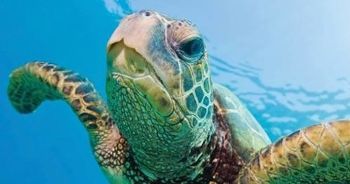 A green sea turtle swims near for a close up at Turtle Canyon snorkle site.
