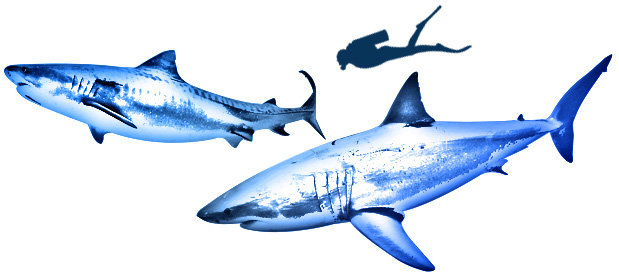 Illustration of a tiger shark and great white shark next to human for scale