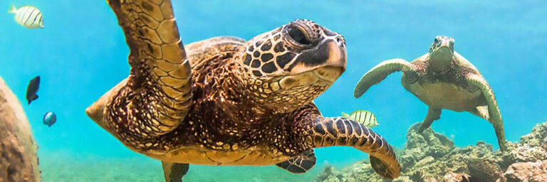 Green Sea Turtles get close on the Turtle Reef Snorkel and Sail from Waikiki.