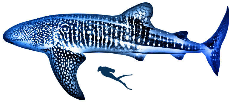 Illustration of whale shark next to human for scale